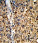 GSTA2 Antibody (N-term)